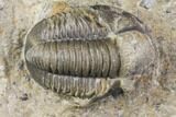 Detailed Gerastos Trilobite Fossil - Morocco #141687-4